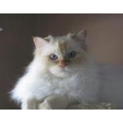 Angie Collin's photo