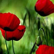 Julie Merrick's photo