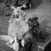 Amanda Chapman's photo