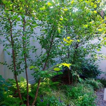Bed-Stuy Backyard Garden I