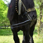 Bucovina Turism's photo