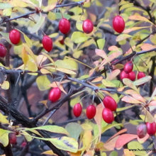 Japanese Barberry - an invasive shrub in the Hudson Valley NY