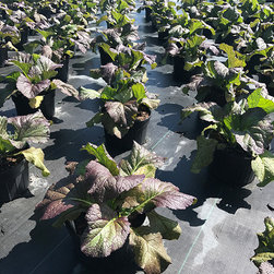 Current Featured Plants - Products