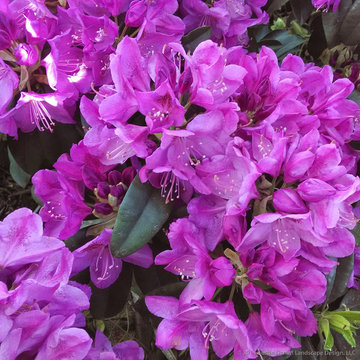 Plant Ideas & Colorful Combinations