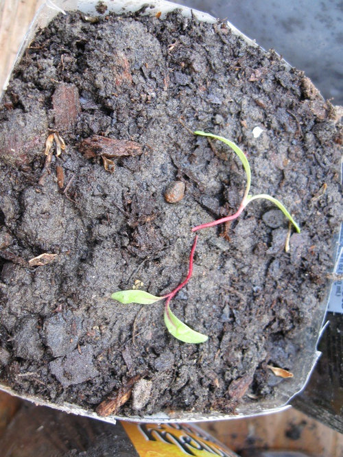 Why are my plants dying?