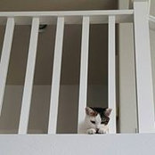 Sara Cross's photo