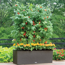 Transitional Landscaping