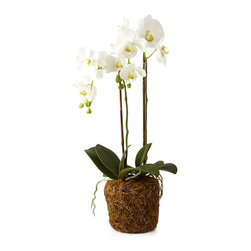 Phalaenopsis Orchid Faux Floral - Artificial Flowers Plants And Trees
