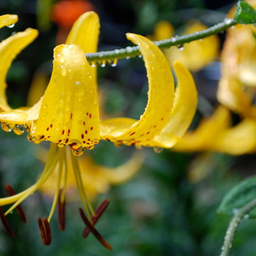 Woodland garden 1