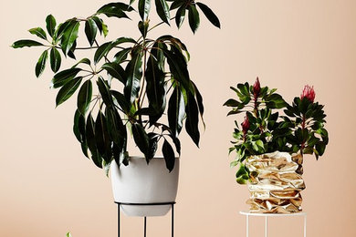 Prism Plant Stand | Ivy Muse
