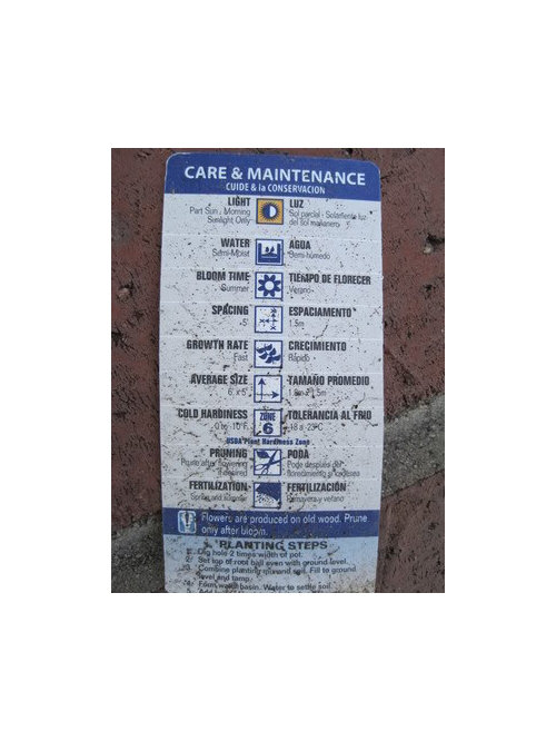 What's eating my Hydrangea? Pics included