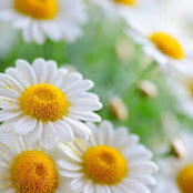 Daisyさんの写真