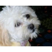 Frances Howells's photo