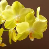 Divya Sasikumar's photo