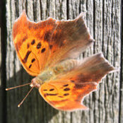 Katie Steele's photo
