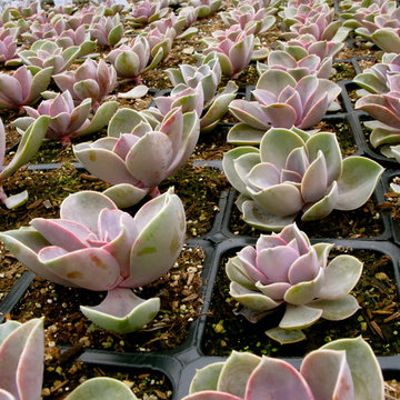 echeveria perle von nurnberg