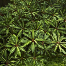 Shade plants/ garden idea