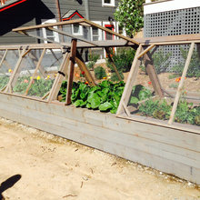 veggy garden