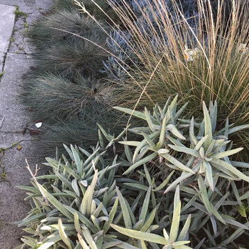 Succulent Bungalow