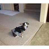 Joan Levitt's photo