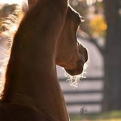 Nancy Pierce's photo