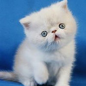 Nadezda Radaeva's photo