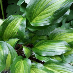 Hosta - Products