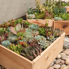 flower pots