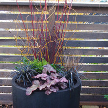 container plants