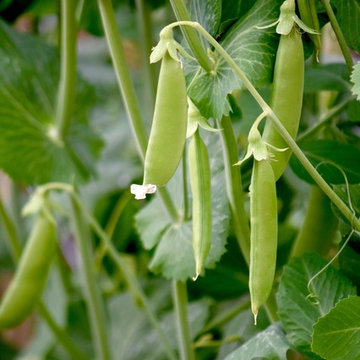 G A R D E N - The Edible Garden