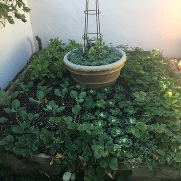 Organic Edible Gardens