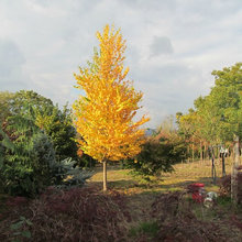 Trees