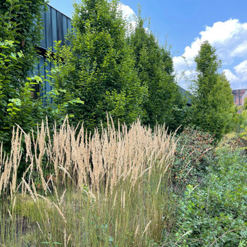 Feather Reed Grass seed heads