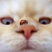 Becky Mistele's photo