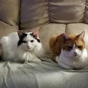 Lauren Brown Lopes's photo