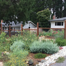 Drought tolerant yard