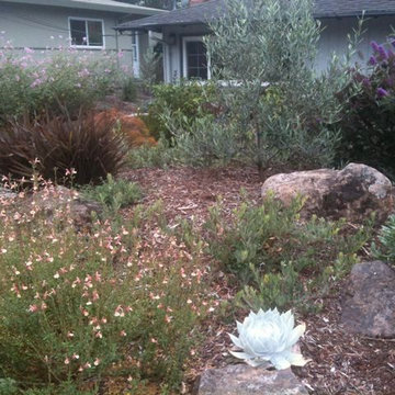 Lawn replacement projects