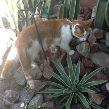 Kitties in the Southern Arizona desert