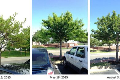 How Preservation Tree is Continuing to Heal Trees at Dallas Baptist University