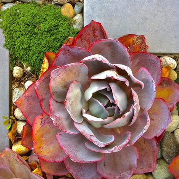 Small Bungalow Landscape
