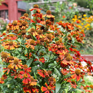Late Summer Color Right Into Fall