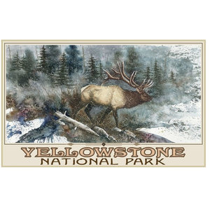 Yellowstone National Park Ridge Runner Elk Giclee Art Print Poster from Original Watercolor by Artist Dave Bartholet