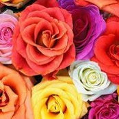 Foto von Bellissimos Flowers