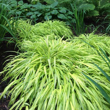 front garden bed