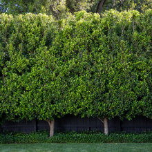 Backyard's Trees/Plants
