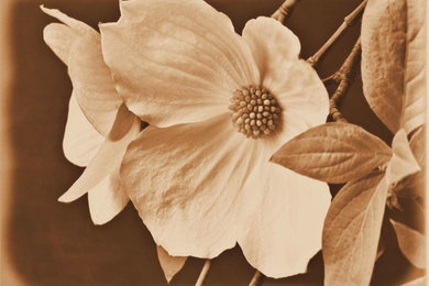 Dogwood ll