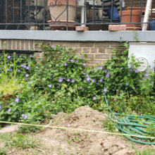 ER FRONT YARD DESIGN IDEAS