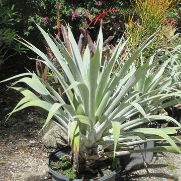 Individual Plant Photos # 1:Customer Aid  (Not complete- hundreds will be here)