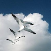 Susan Greco-Malatesta's photo