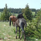 Foto von Dixie Lollar-Stowe
